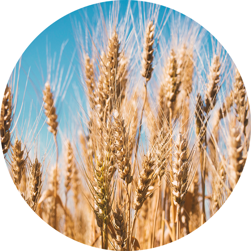 100% Natural Roasted Barley